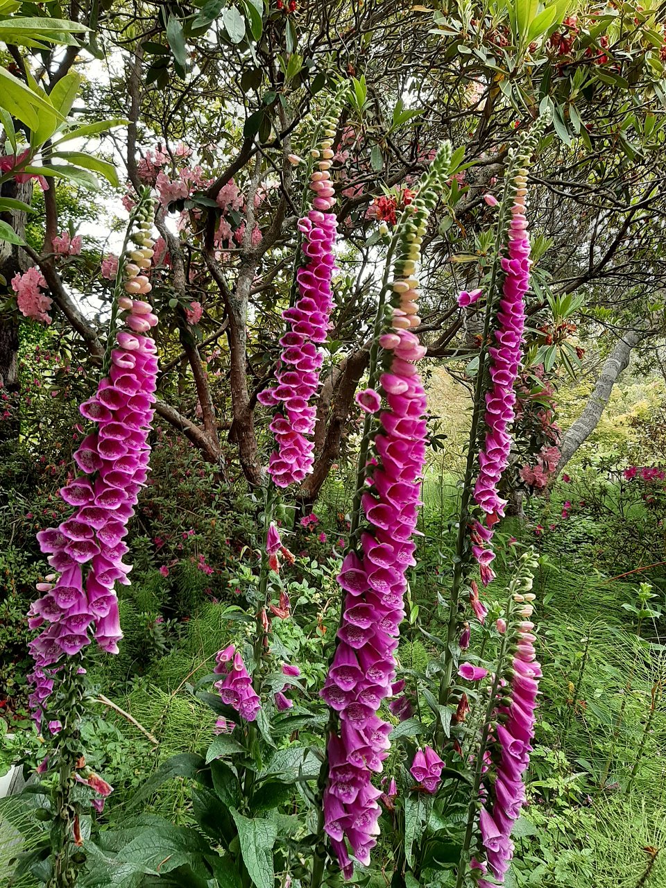 6 8 23 Fort Bragg and Mendocino 4 nights (161)