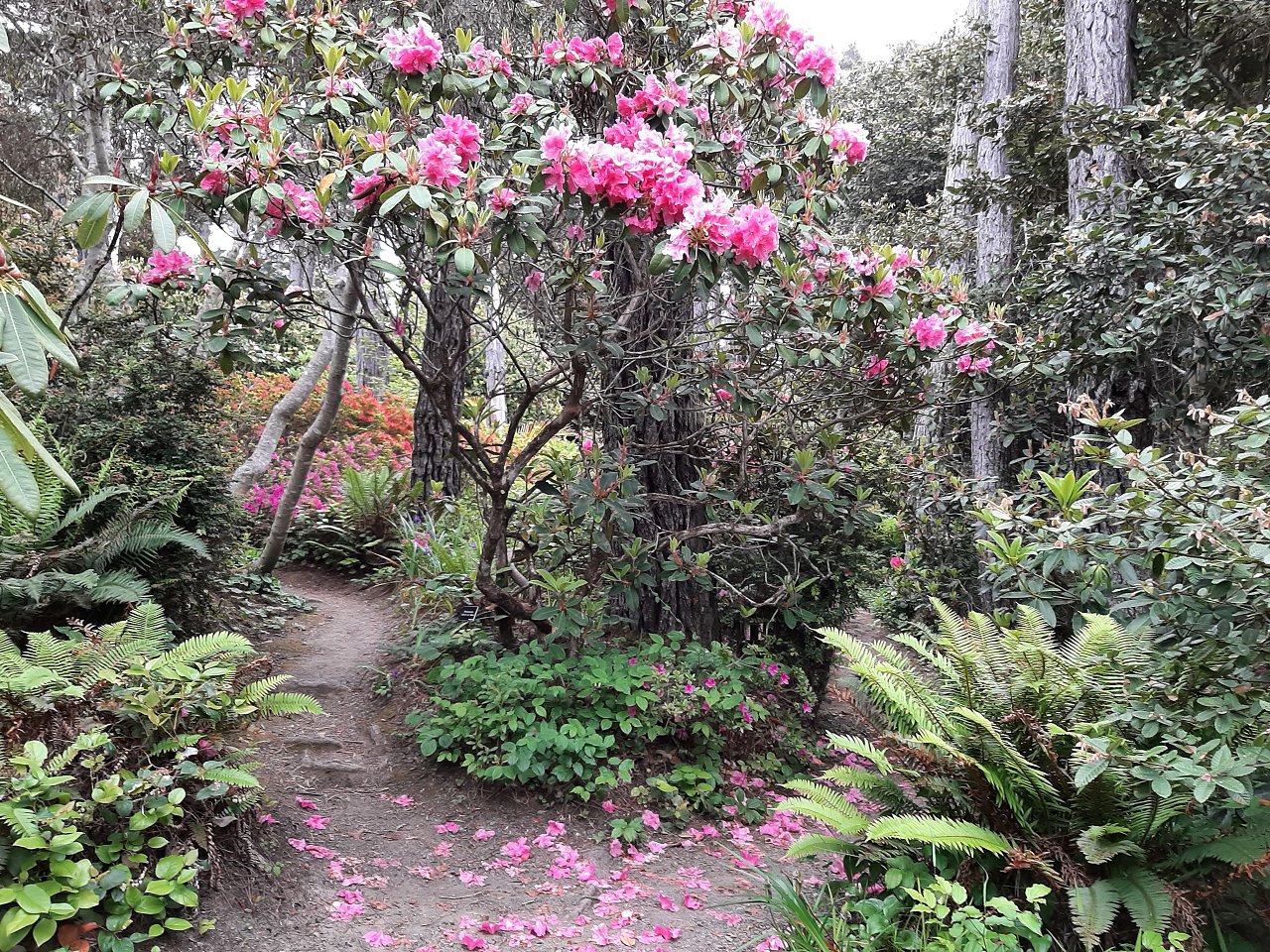 6 6 23 Fort Bragg and Mendocino 4 nights (68)