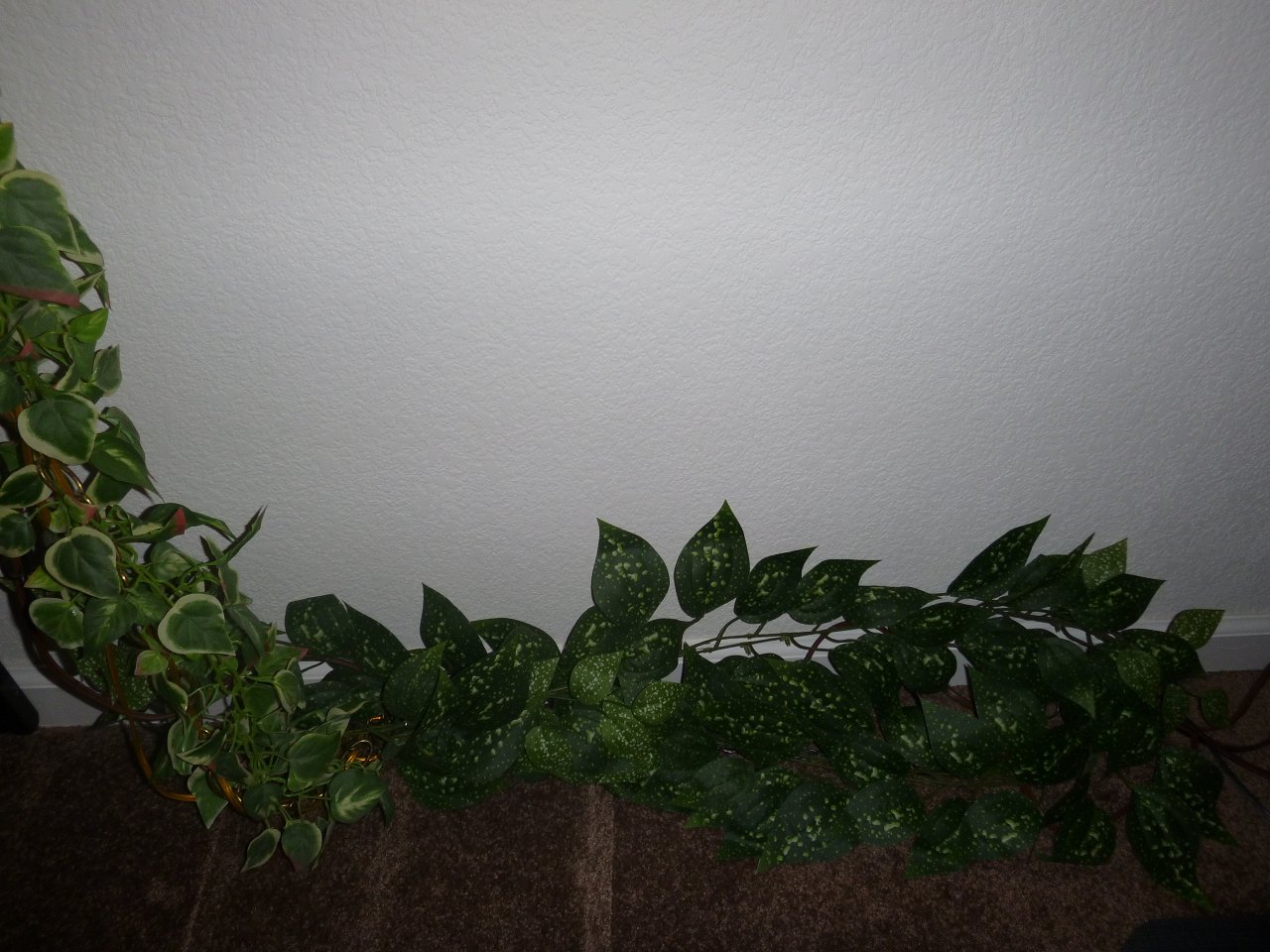 New vines posted 7 19 23 fb (8)