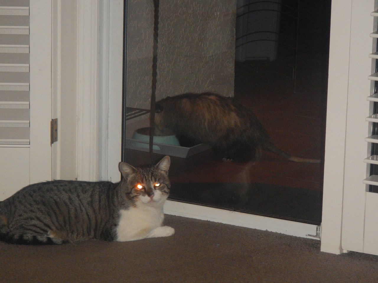 cats and critters posted fb (2)