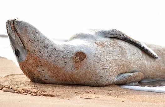 main-qimg-2d6704748bfacb73ffae37999d0b7e8d-lq