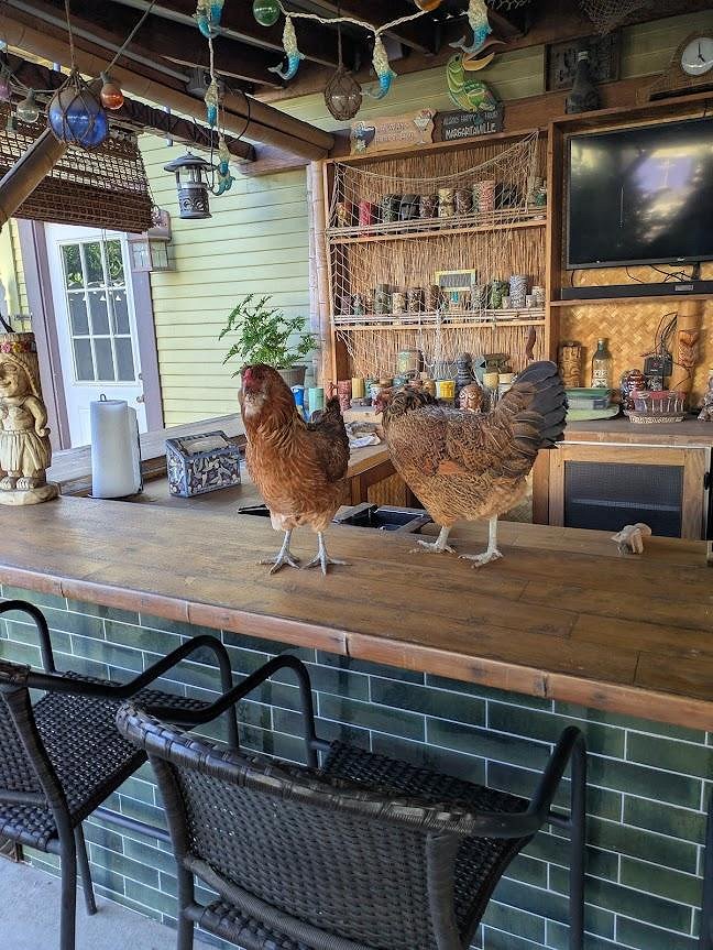 The Quiet Roost with Chickens