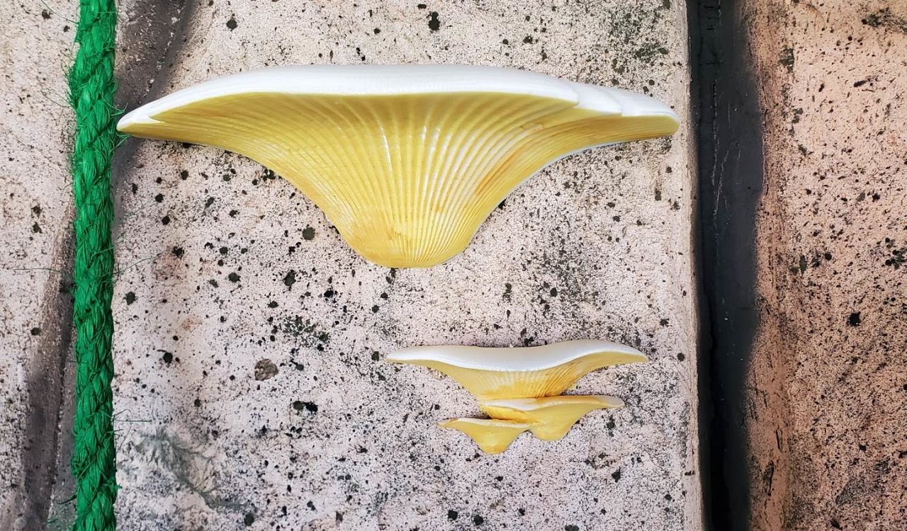 464826655_1001077468489442_2659875682455896695_n